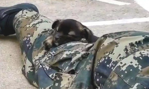 小奶狗趁酷帅士兵不留意，竟悄悄跑来亲脸蛋儿，还趴到其腿上打瞌睡