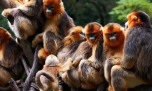 川金丝猴是几级保护动物？来看看吧