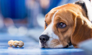 如果狗狗患上抑郁症，你该如何治愈它？