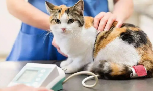 B族维生素与猫咪健康,你应该了解的!
