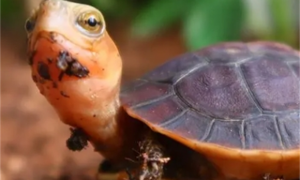 你知道半水龟都对吃的有哪些讲究吗？