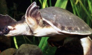 猪鼻龟能和什么鱼混养？