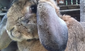 公羊兔怎么养 幼兔少给多餐节制饮食