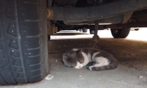 漂亮英短蓝白猫却沦落在车底，小姐姐把猫咪送医后，发现它更可怜