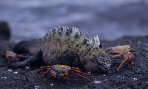 海鬣蜥的天敌 天敌是大量捕食海鬣蜥的鹰