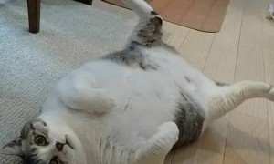 铲屎官帮猫咪减肥的方法，引发众多网友争议，你怎么看？
