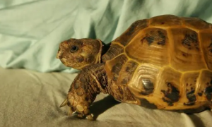 今日分享：四爪陆龟怎么养？