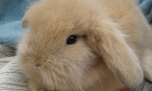 如何饲养垂耳兔？成兔适宜的温度为15到25度。
