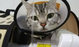 猫咪尿检的采尿方法，养猫攻略！