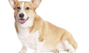人的钙片能给狗吃吗，狗吃的碳酸钙是那类
