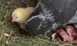 老鹰把小鸡当孩子，看着一点也不像自己，这让它不知所措