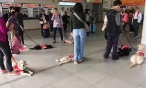 乘坐地铁偶遇一群拉布拉多，原先是导盲犬小小的见习生！