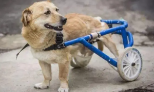 狗狗被车碾压致重伤，主人嫌弃不想救，好心人为它安装轮椅