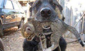 狗狗冲进火场救幼猫 跨物种的无私爱