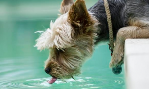 给狗狗喝这8种水，等于“慢性自杀”，宠物医生：愚昧