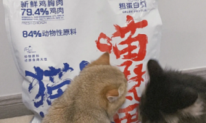 喵梵思猫粮：质量卓越，值得信赖的猫粮品牌