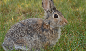 山棉尾兔是什么样的？