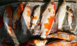 水族馆700条鱼离奇死亡 店主疑有人投毒