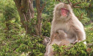 西比路岛猕猴有哪些特征？你知道吗