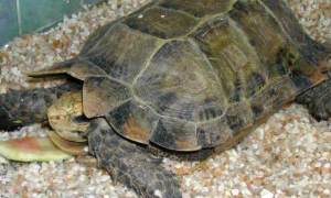 凹甲陆龟怎么看年龄？