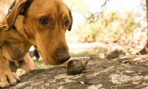 拉布拉多落选服务犬，却变成寻找非洲蜗牛的高手，天生狗才必有用