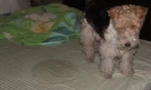 救命！我的狗刚洗完澡没多久，怎么又臭了？？