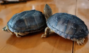 密西西比麝香龟是保护动物吗？