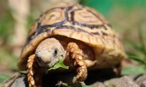 今日分享：豹纹陆龟中暑怎么办？