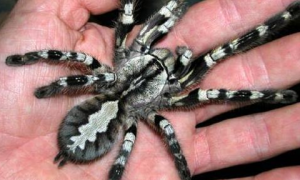象牙华丽雨林蜘蛛能活多久？
