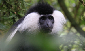 全球连线丨神奇生物在哪里？—— 安哥拉疣猴