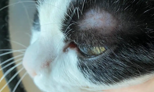 三种常见的猫咪皮肤病，你都清楚吗？