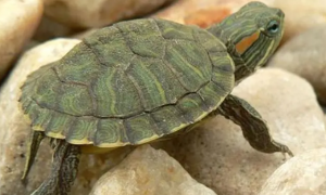 巴西龟多久换水一次？你知道吗