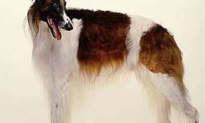 名犬鉴赏--苏俄牧羊犬