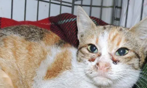 秘鲁女护士救助175只患有白血病的猫