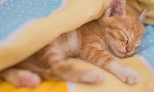 猫咪每天可以睡觉多长时间？大约多少次？