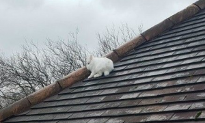 怎么上去的 小白兔竟然在屋顶蹦蹦跳跳的