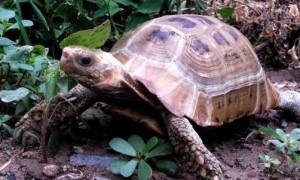 缅甸陆龟能长多大？