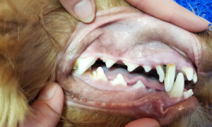 狗狗牙龈肿痛淌口水怎么回事？