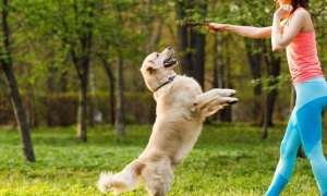狗狗的训练方式总是危害训练实际效果？不一样方式会危害主宠关联