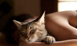 猫咪和人可以一起睡吗？猫咪可以和人一起睡觉吗？