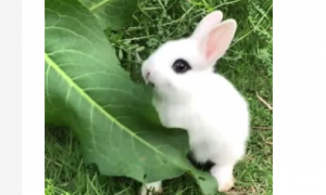 新买的兔子不吃东西怎么办？刚买回的兔子不吃怎么回事？