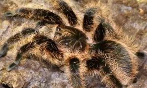 「洪都拉斯卷毛蜘蛛」概述和常见问题！