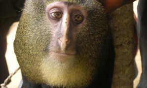 今日科普：洛马米恩斯长尾猴是什么动物