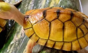 小青乌龟是什么品种？小青乌龟成长的环境和事物很重要