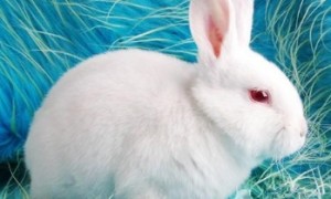中国白兔怎么养 提供一个良好的饲养环境