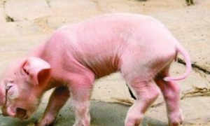 基因变异猪是怎么出现的？