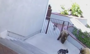 三只黑熊闯入民宅 竟被一只娇小的狗狗吓跑