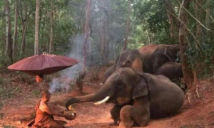 佛法无边 泰国4头大象森林中跪地拜苦僧侣