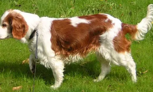 威尔士跳猎犬怎么养？少喂食肉制品或香肠