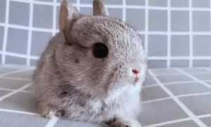 金吉拉兔怎么养 定期给金吉拉兔洗澡